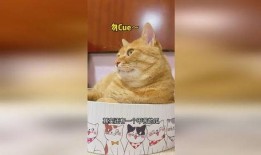 吃瓜猫娱乐,揭秘娱乐圈幕后故事，带你领略明星真实生活