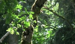 树叶最新爆料视频下载,幕后真相大起底