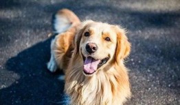 狗狗最新爆料文案短句图片,最新爆料短句图片背后的故事