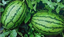 可以免费吃瓜吗,揭秘如何轻松享受美食盛宴