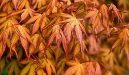 枫丹植物爆料视频,揭秘神秘大陆的生态奇观
