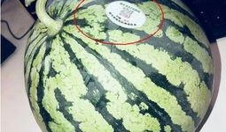 雅典娜网红吃瓜,揭秘娱乐圈吃瓜背后的真相