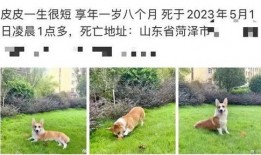 柯基被砍男子爆料视频,男子爆料视频揭露惊人真相