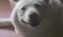 美女爆料单身狗视频,美女爆料视频揭秘恋爱秘籍