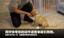 狗崽爆料视频大全最新,揭秘娱乐圈幕后真相