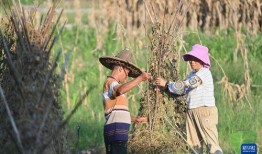 乡村在线观看,解锁美丽乡村新视角