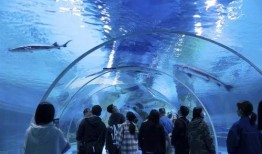 水底世界爆料视频完整版